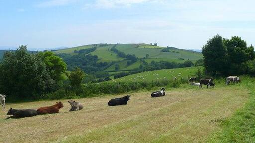 Contented cattle on The Warren View from the Lingen Road towards Harley's Mountain in the distance to the east. The whole view is within Herefordshire - lovely.