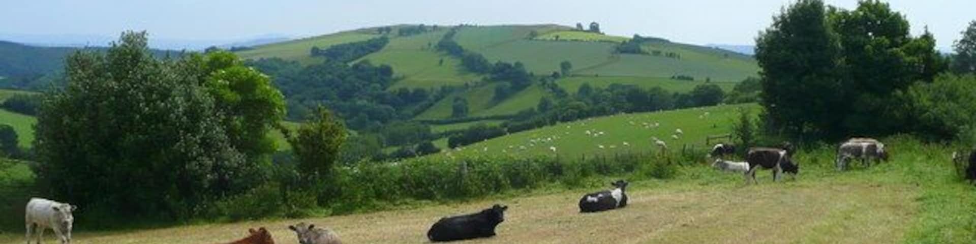 Contented cattle on The Warren View from the Lingen Road towards Harley's Mountain in the distance to the east. The whole view is within Herefordshire - lovely.