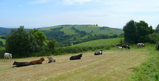 A grassy field with cows grazing, rolling hills, and scattered trees in the background.