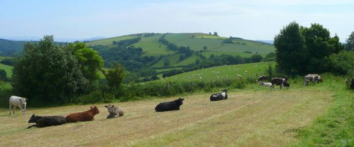 A grassy field with cows grazing, rolling hills, and scattered trees in the background.