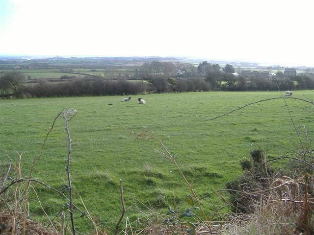 A green field with sheep grazing and a few trees in the background.