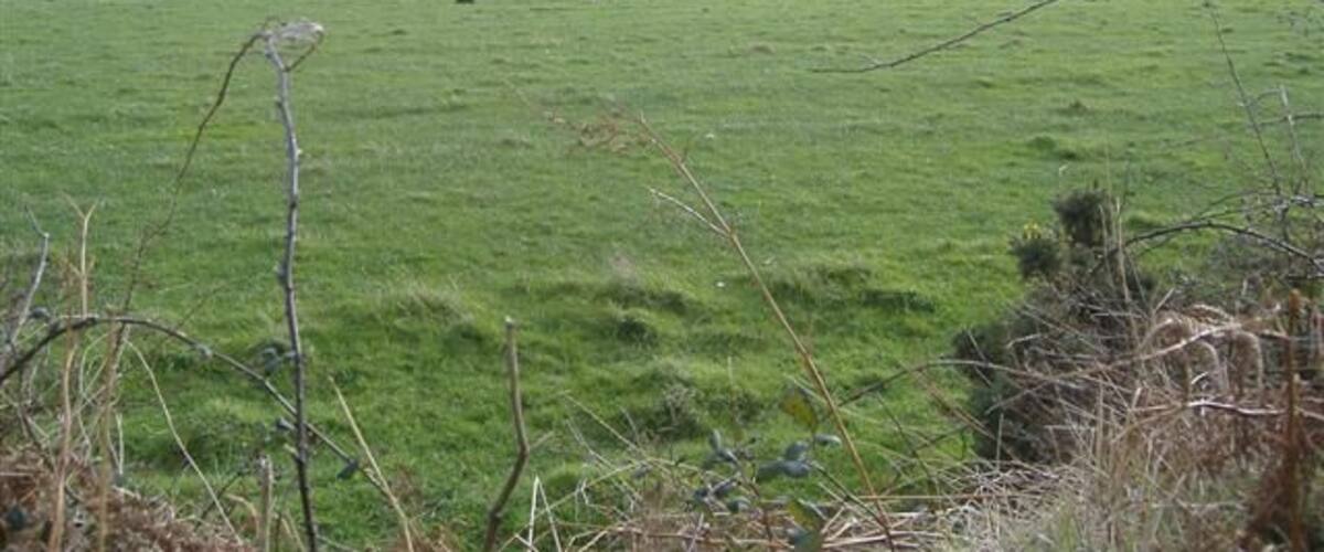 A green field with sheep grazing and a few trees in the background.