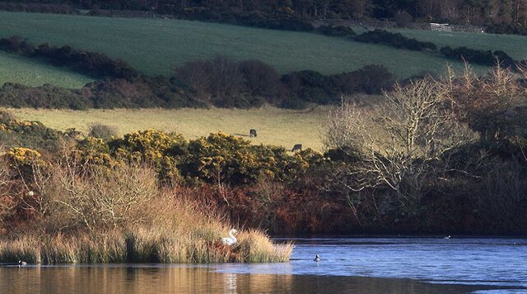 Swan nesting on Kionslieu Reservoir The reservoir was originally built to provide water for the waterwheels at the Foxdale Mines. The water appears blue to the right of the photo: in fact, this is a thin layer of ice.