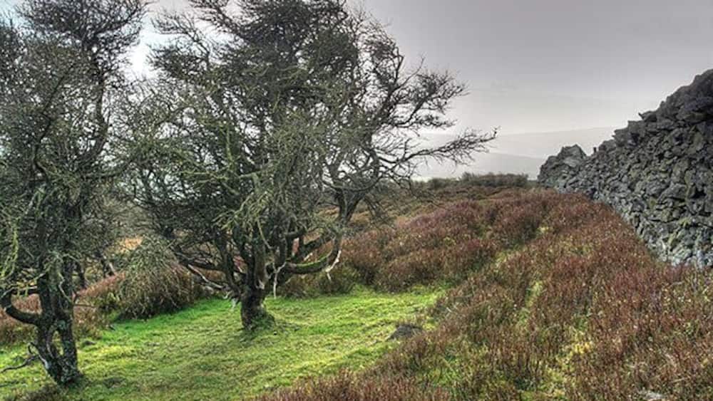 A coastal landscape with rocky outcrops and heather-covered terrain.
