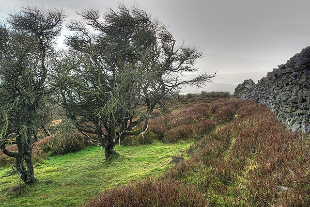 A coastal landscape with rocky outcrops and heather-covered terrain.