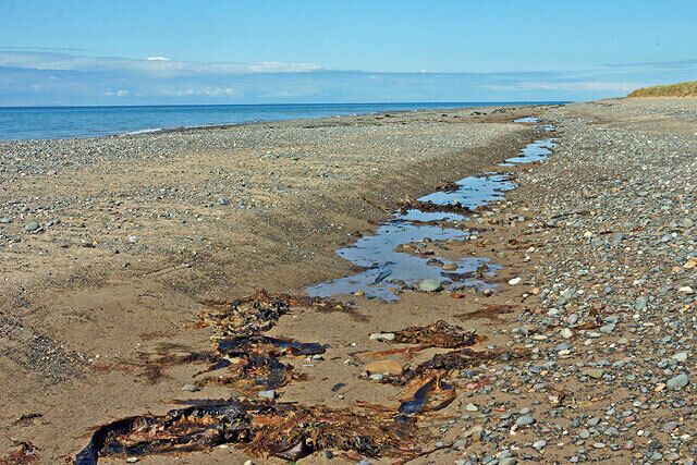 A pebbly beach with seaweed and a calm sea.