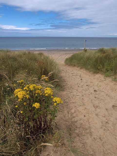 Lhen beach. Isle of Man. The path onto the beach at the Lhen. The signpost is indicating the "Raad ny Foillan" coastal footpath.In the foreground is growing a Cushag plant, the "unofficial" Manx national flower.