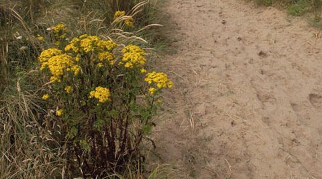 Lhen beach. Isle of Man. The path onto the beach at the Lhen. The signpost is indicating the "Raad ny Foillan" coastal footpath.In the foreground is growing a Cushag plant, the "unofficial" Manx national flower.
