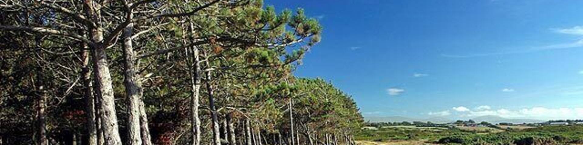 The Experimental Plantation. In The Ayres.