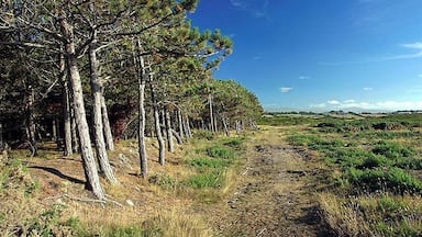 The Experimental Plantation. In The Ayres.