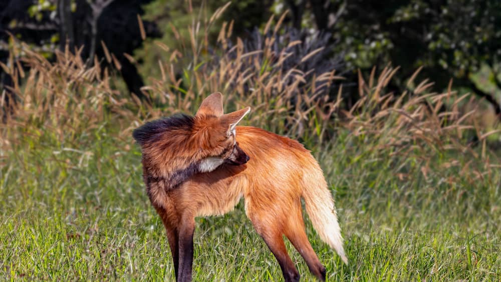 A rare GuarĂĄ Wolf (Chrysocyon brachyurus), rare wild animal typical of the Brazilian wilderness regions