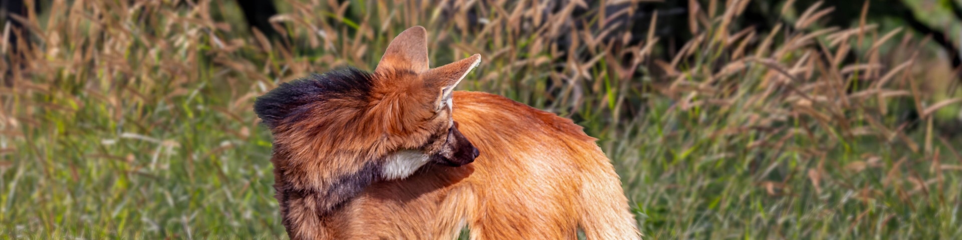 A rare Guará Wolf (Chrysocyon brachyurus), rare wild animal typical of the Brazilian wilderness regions