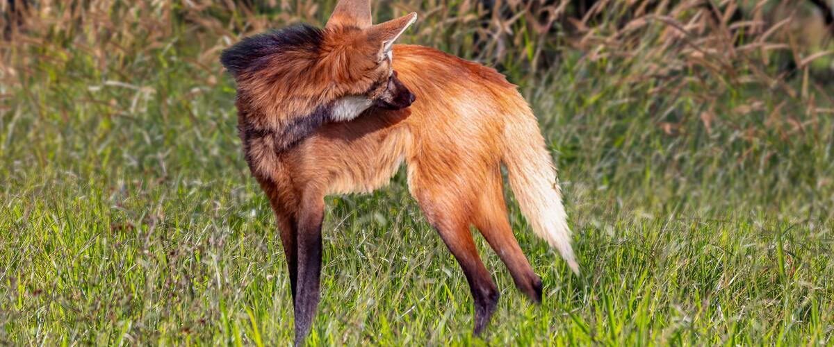 A fox in a grassy field with trees in the background.