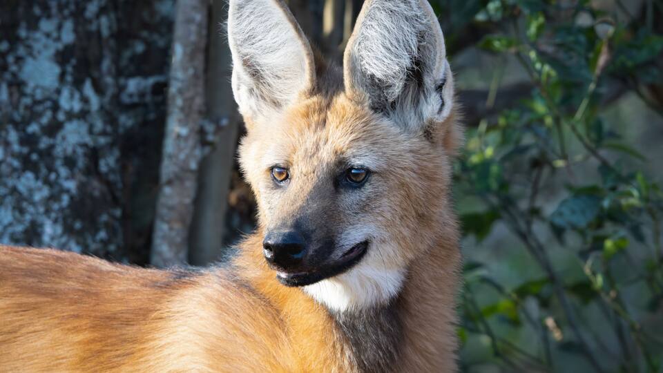 A close-up of a wild dog with large ears and a bushy tail.