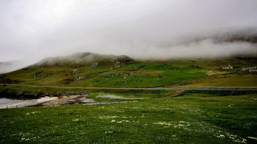 The best place in Shetland to see the wild primroses.