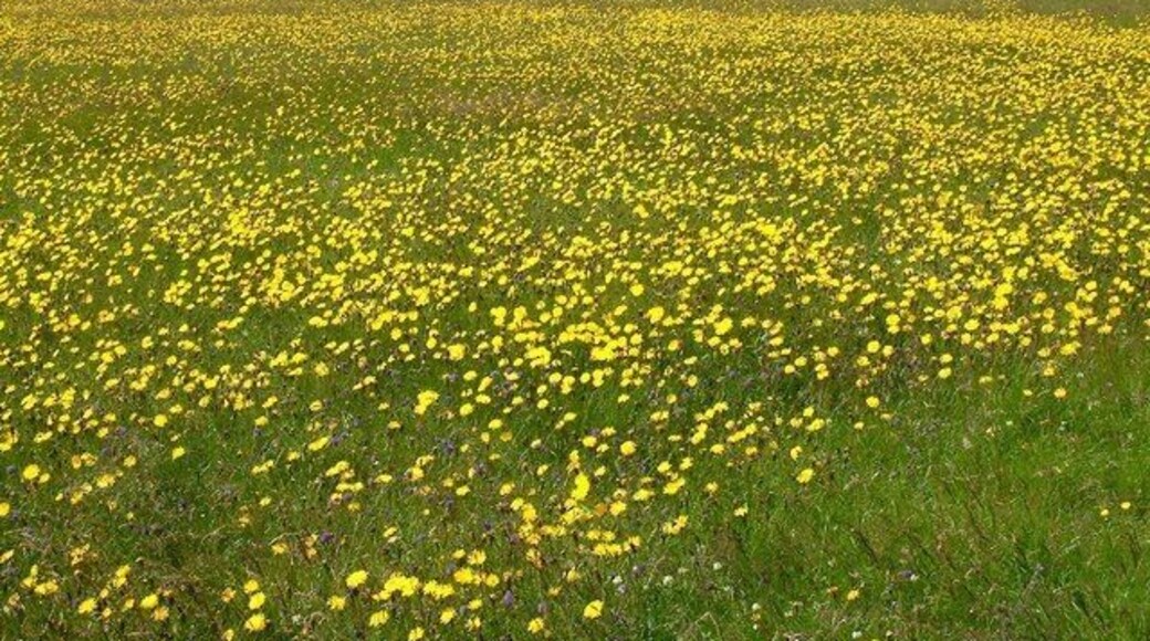 Hay meadow, Aith These traditional hay meadows are an increasingly rare sight. The yellow is Hawkbit, and additional colour is given by Red Clover and blue Scabious