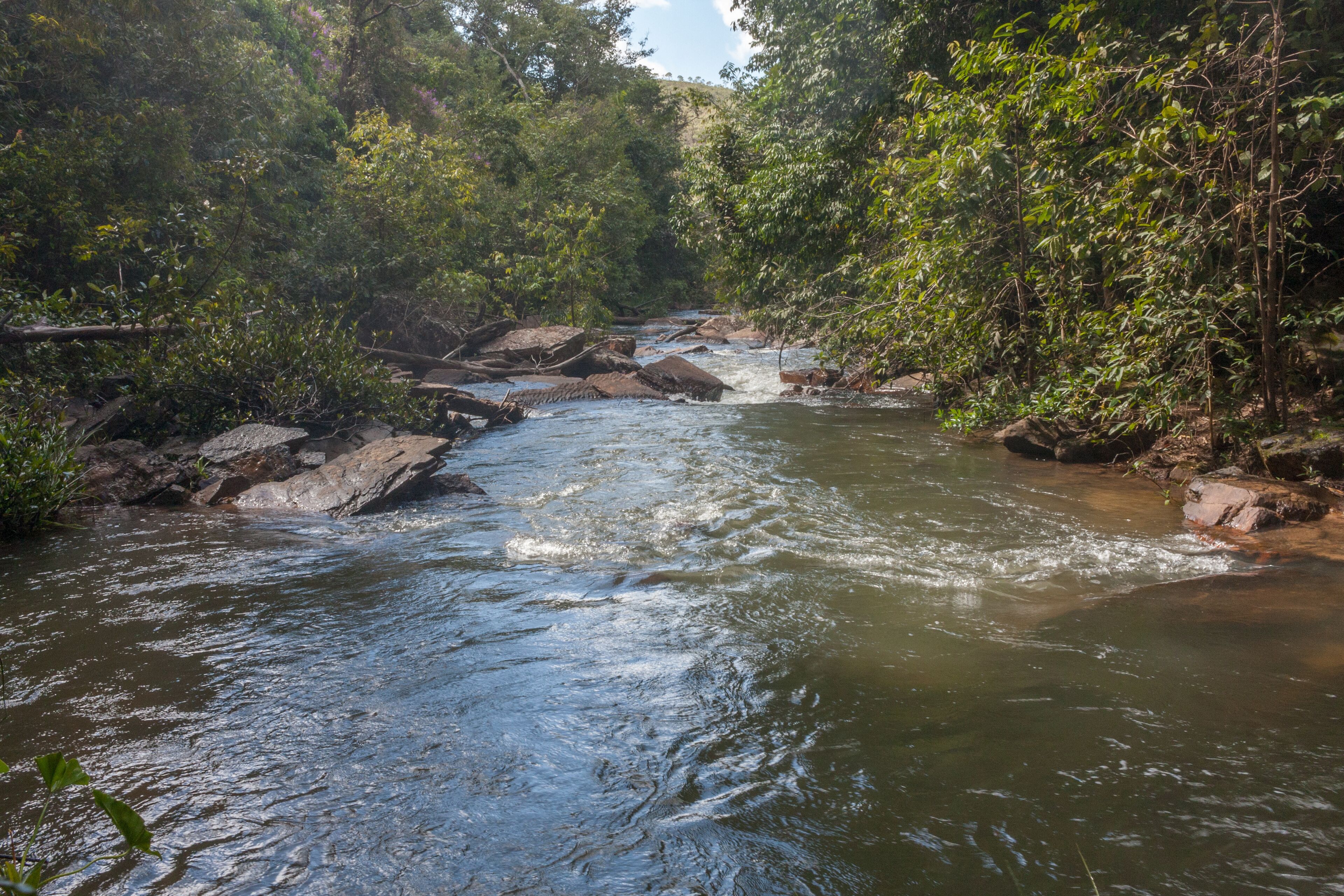 A river flowing through a forested area with rocks and dense vegetation.