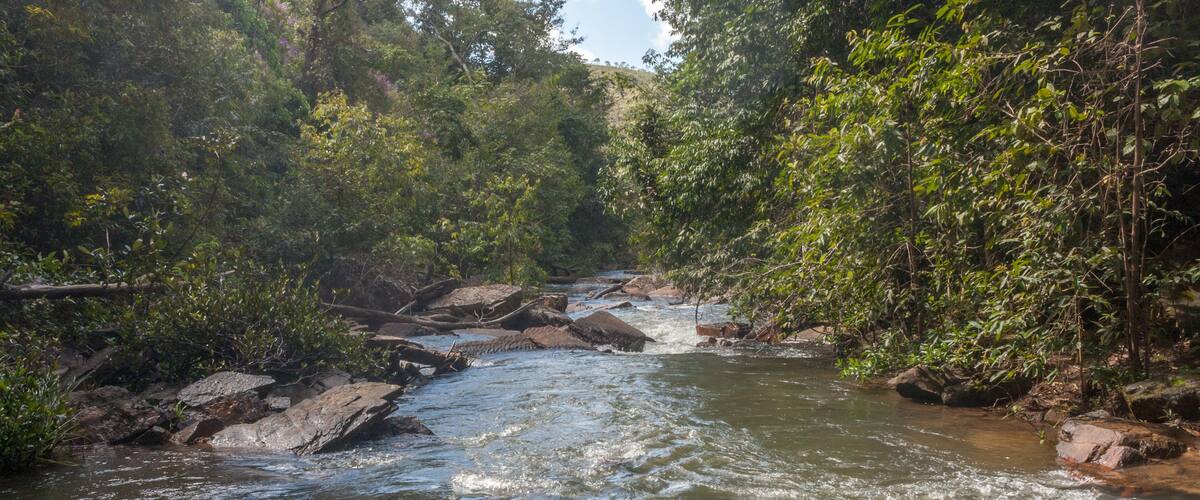 A river flowing through a forested area with rocks and dense vegetation.