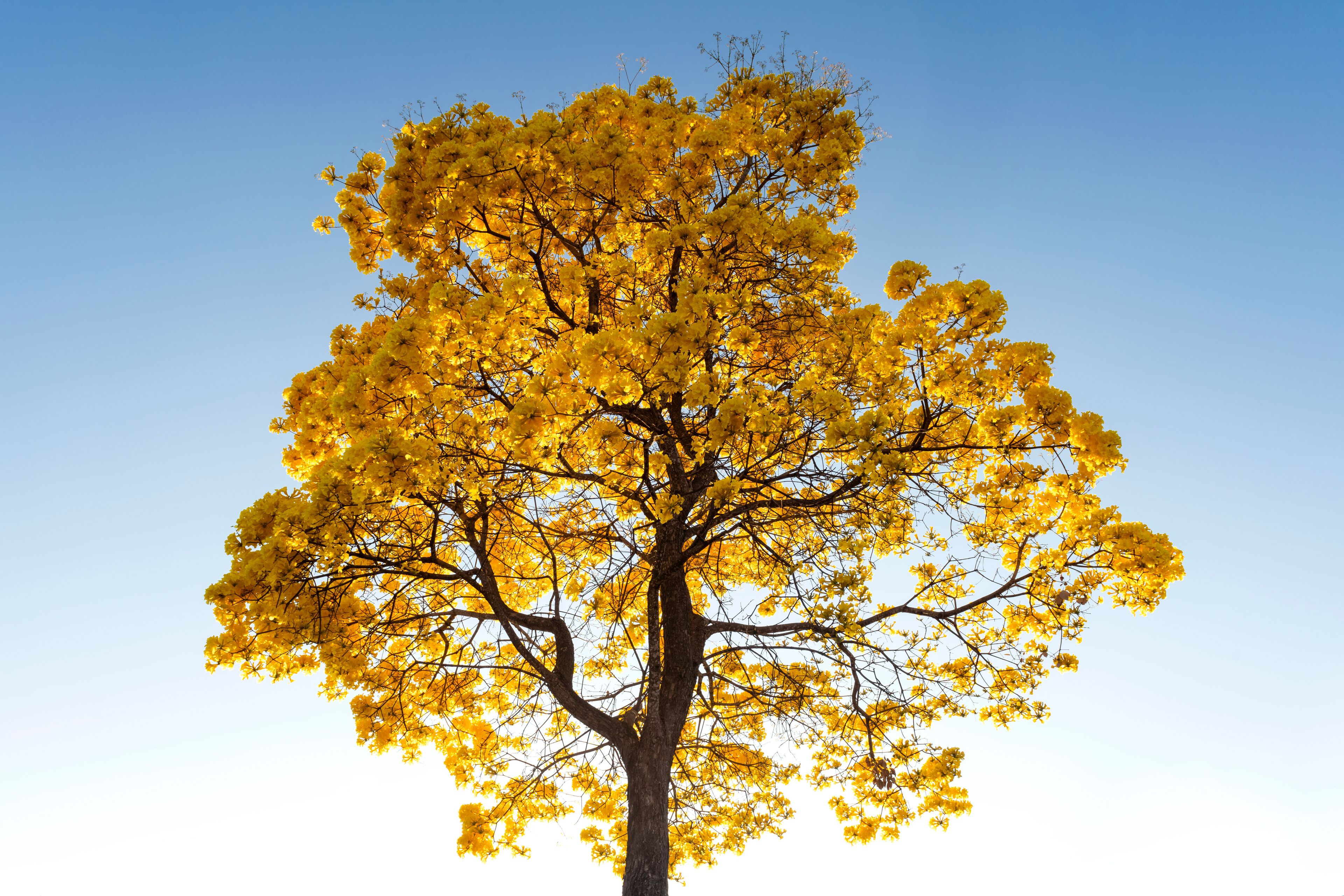 Colorido do Ipê Amarelo
