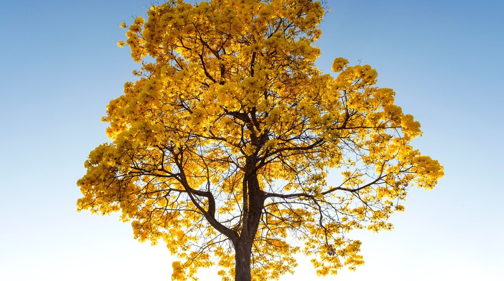 Colorido do Ipê Amarelo