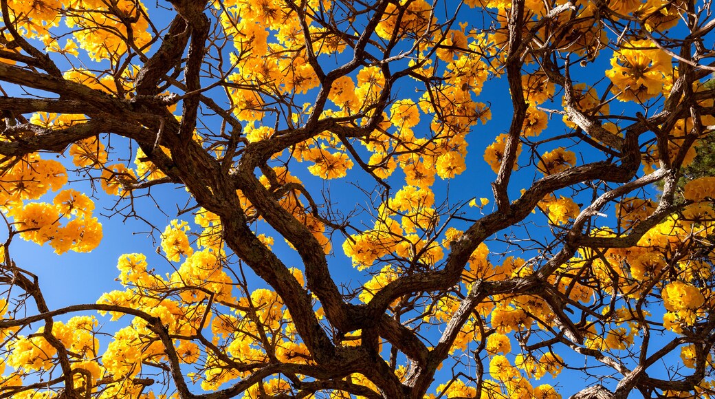 Ipê amarelo céu azul