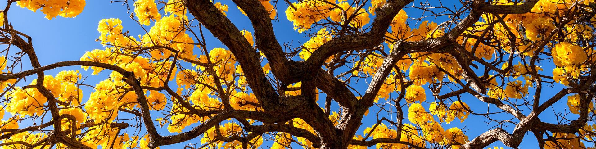 Ipê amarelo céu azul