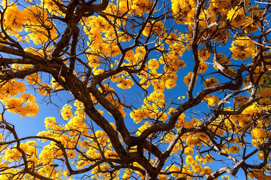Ipê amarelo céu azul