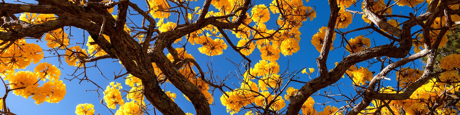 Ipê amarelo céu azul