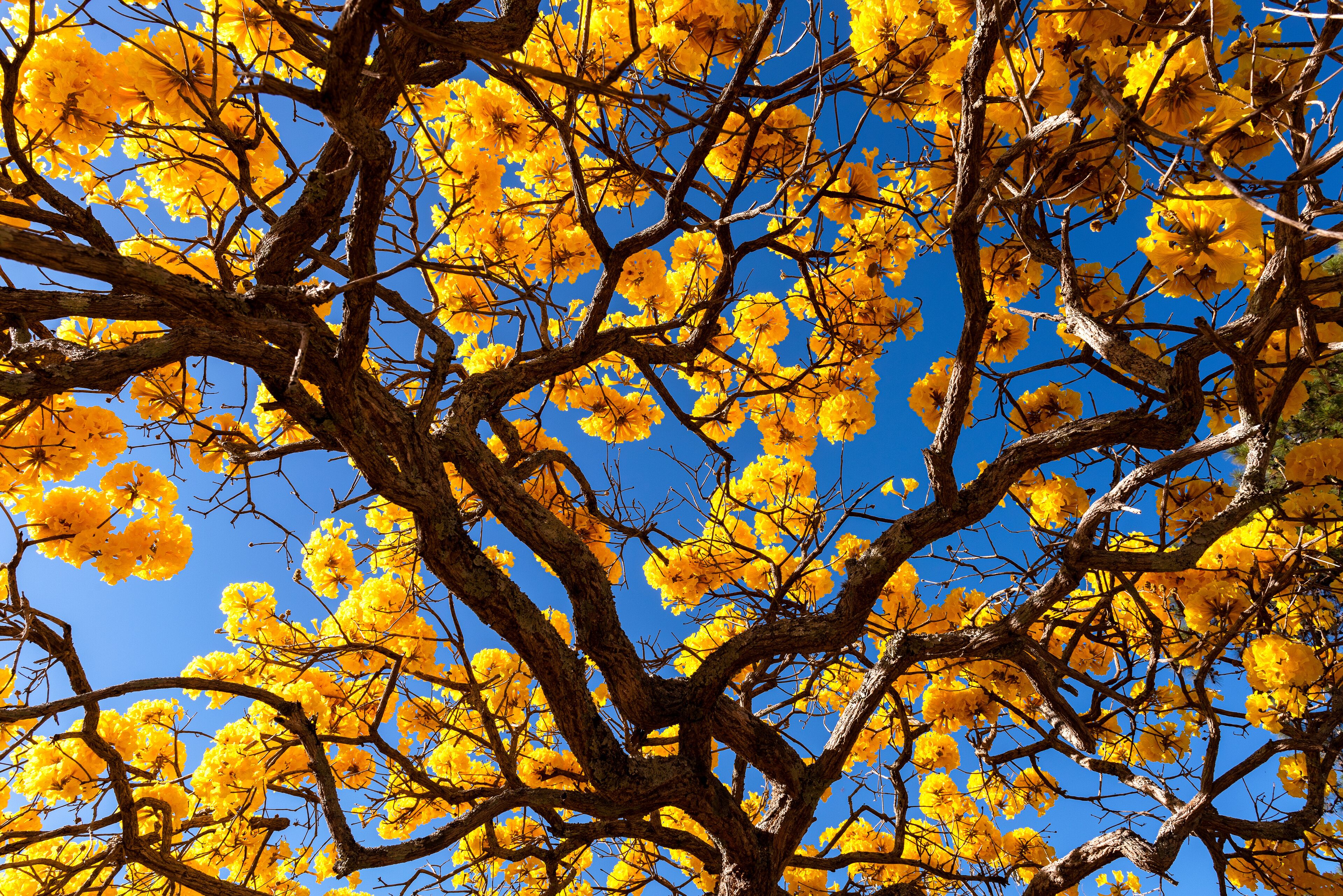 A tree with yellow flowers against a clear blue sky.