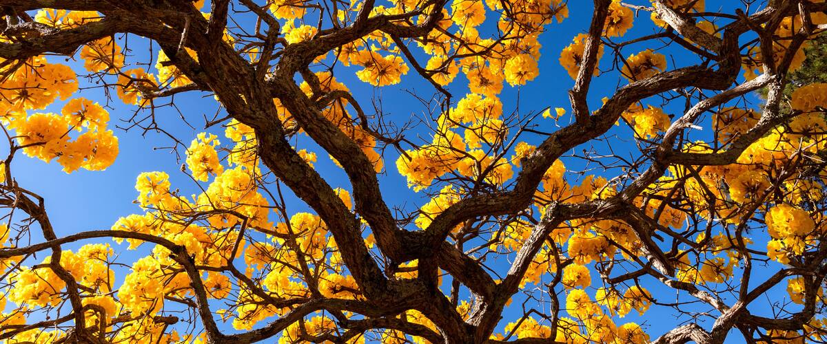 A tree with yellow flowers against a clear blue sky.