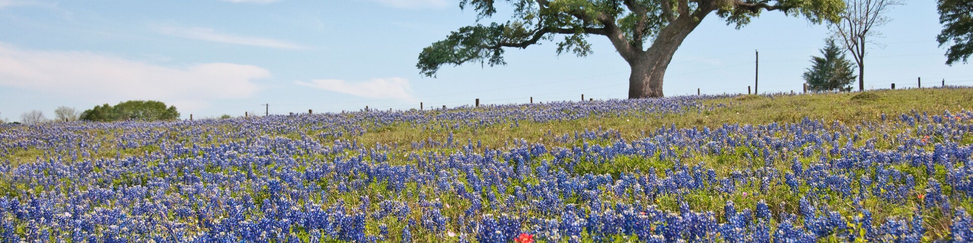 A field of bluebonnets with a large oak tree in the center.