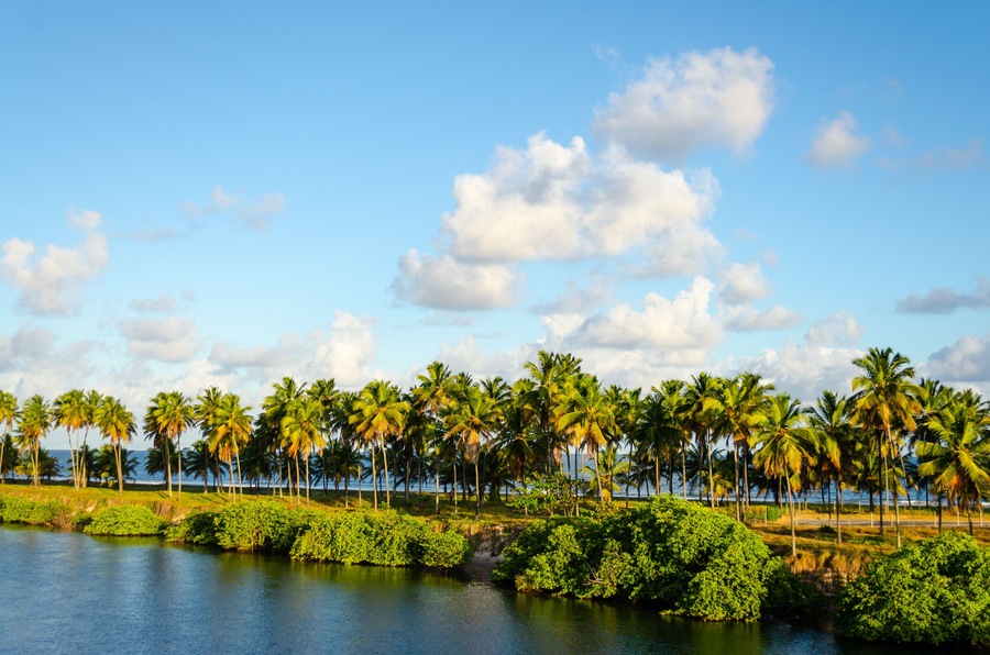 Palm trees on a tropical Beach in Brazil on a sunny day