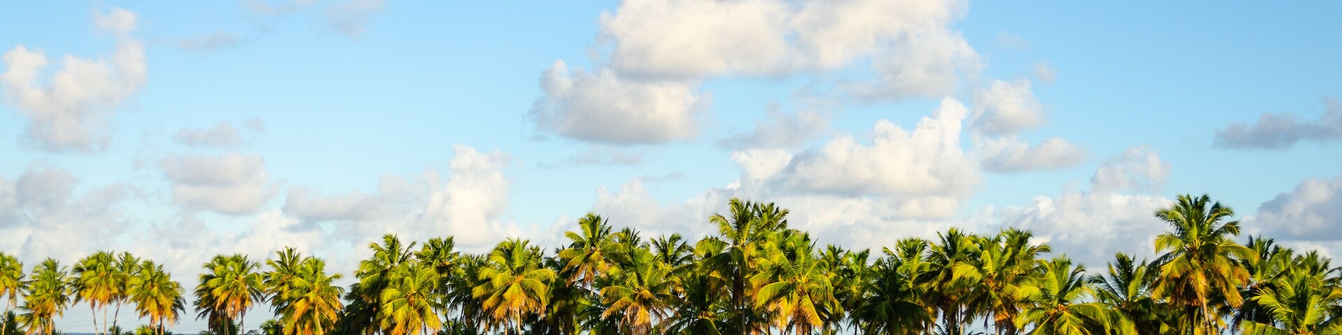 Palm trees on a tropical Beach in Brazil on a sunny day