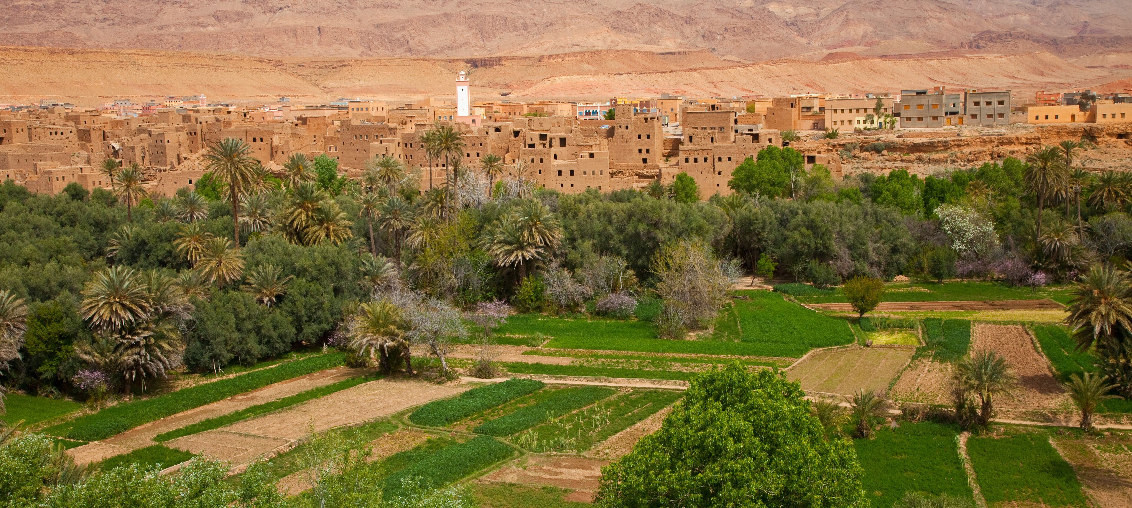 A village with traditional mud-brick buildings, palm trees, and terraced fields.