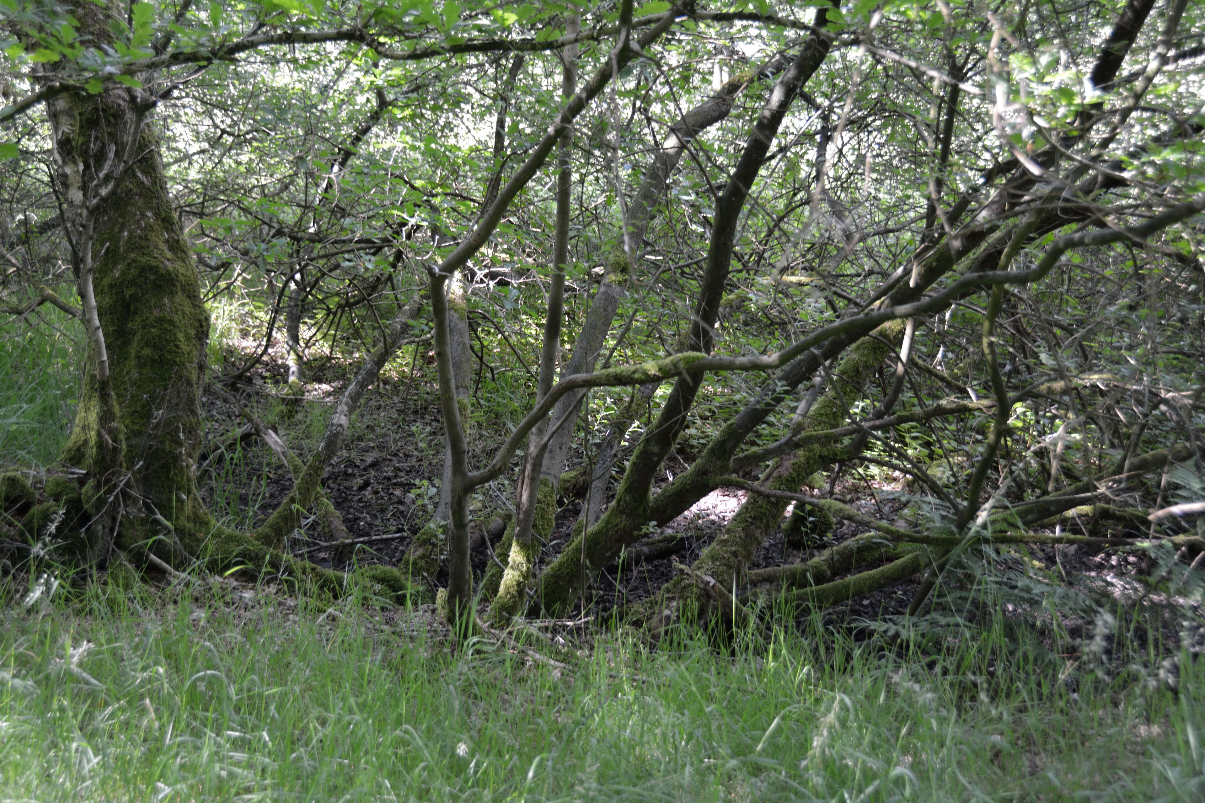 This image was uploaded as part of Wiki Loves Earth 2014.