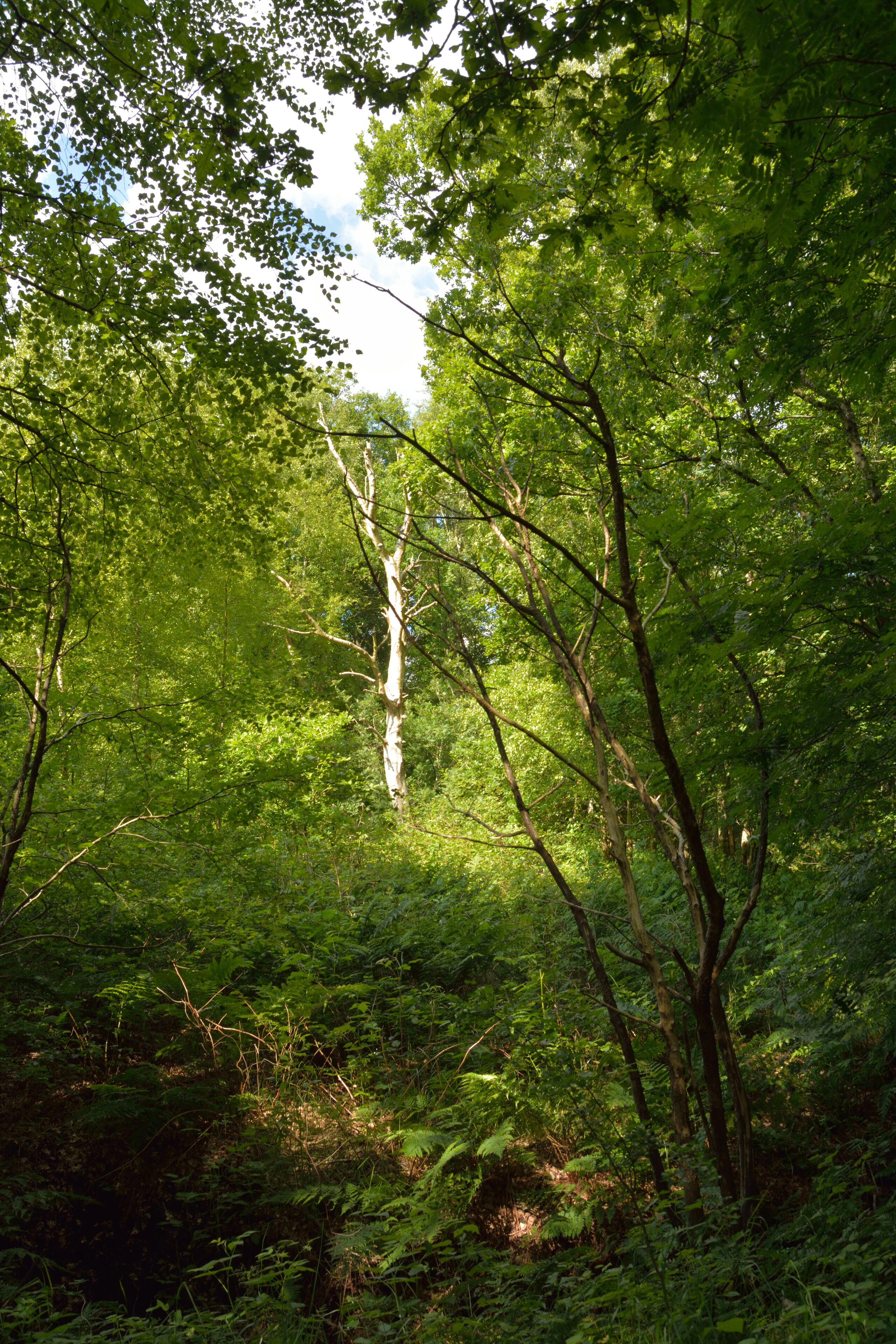 This image was uploaded as part of Wiki Loves Earth 2014.