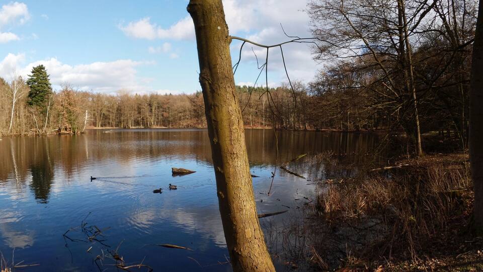 A calm lake surrounded by trees and reeds.