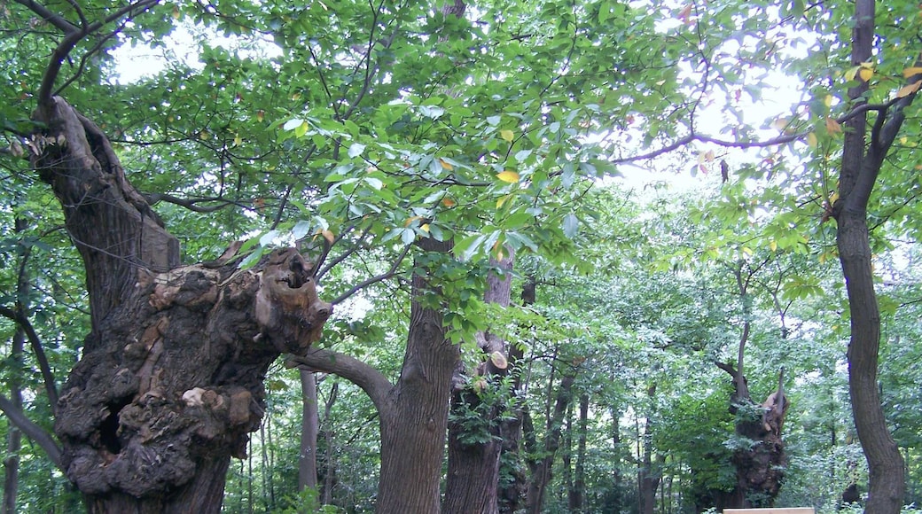 Groupe de châtaigniers du site de Tournebride à la Celle-Saint-Cloud (Yvelines, France)