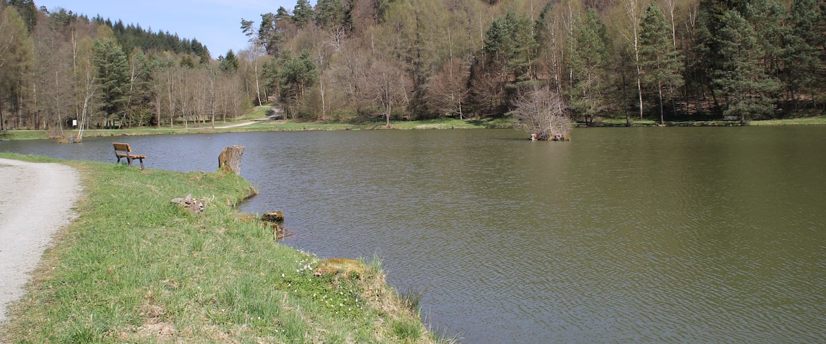 A lake surrounded by trees and a bench by the water's edge.