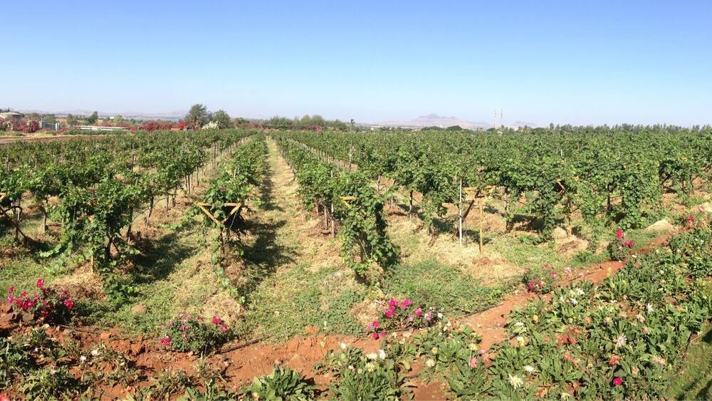 Un vignoble avec des rangées de vignes et des plantes en fleurs.