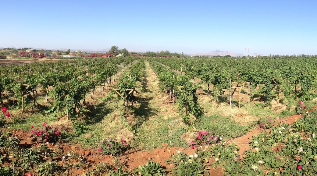 Panorama view of Sula Vineyards.
Enjoy wine tasting🍷
Dec'15