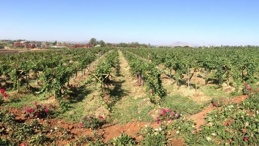 Panorama view of Sula Vineyards.
Enjoy wine tasting🍷
Dec'15
