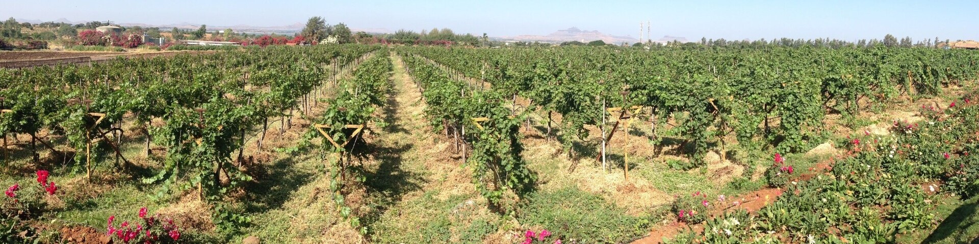 Panorama view of Sula Vineyards.
Enjoy wine tasting🍷
Dec'15