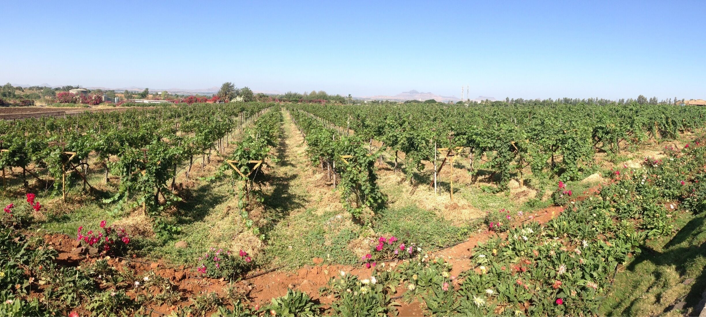 A vineyard with rows of grapevines and flowering plants.