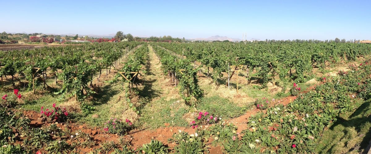 A vineyard with rows of grapevines and flowering plants.