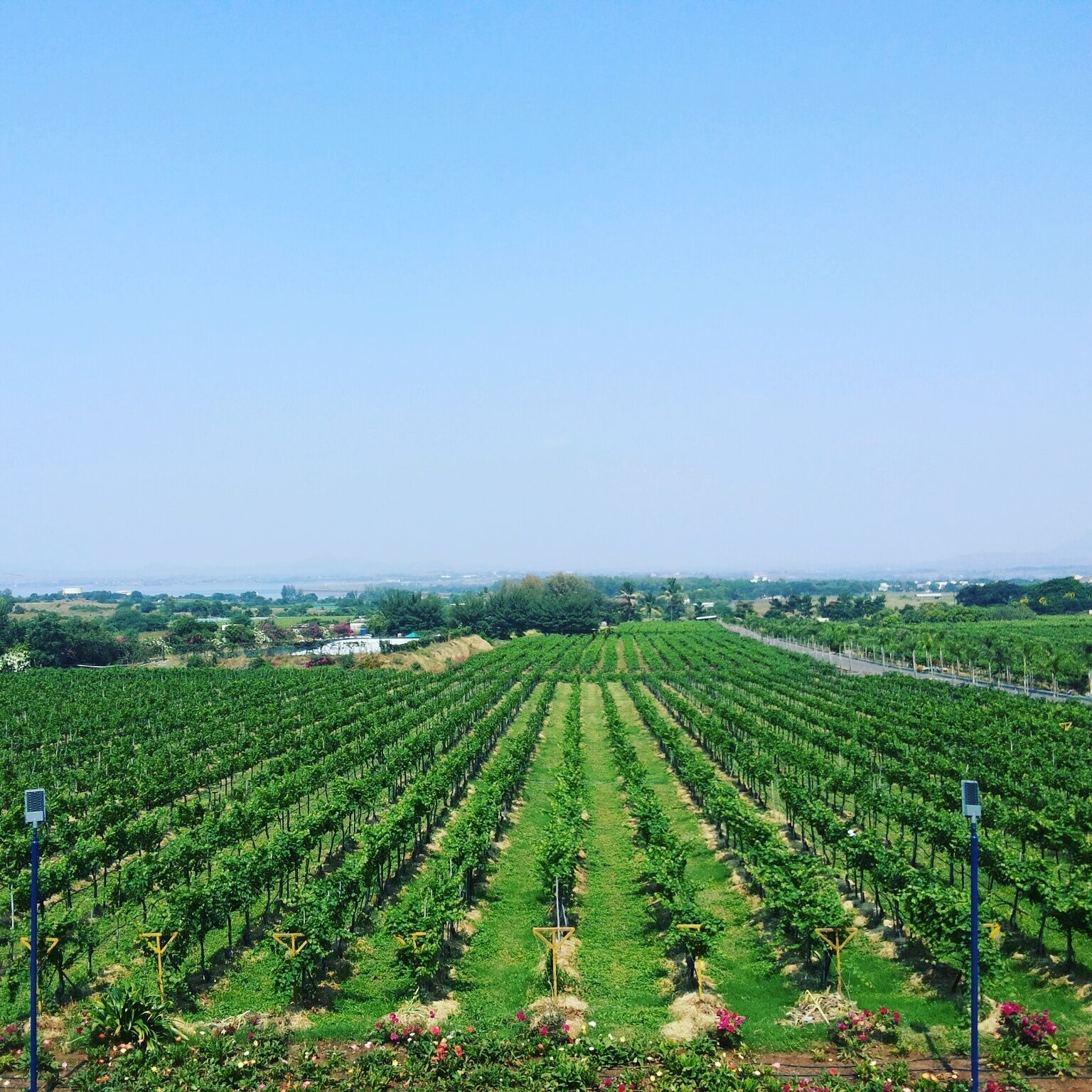 Because when you crave wine... you can go far and wide in search of it!
Mumbai to Italy to Nashik! #winelovers #sulavineyards #nashik