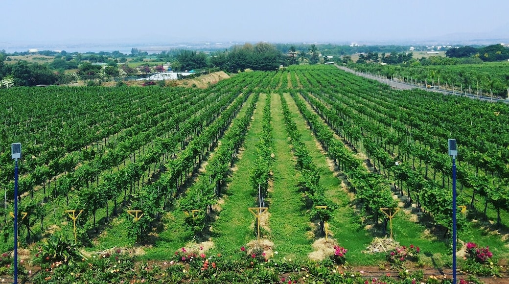 Because when you crave wine... you can go far and wide in search of it!
Mumbai to Italy to Nashik! #winelovers #sulavineyards #nashik