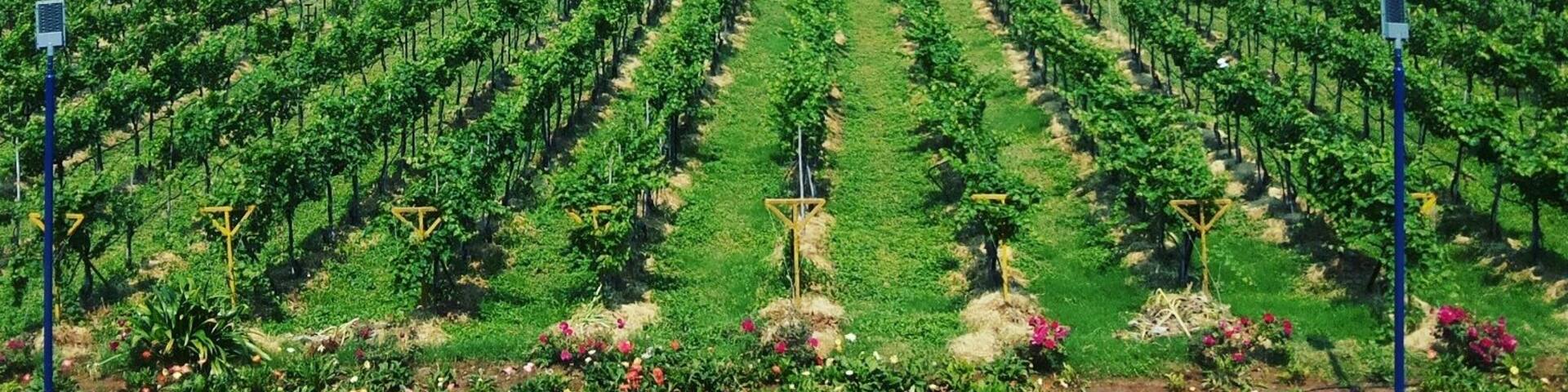 Because when you crave wine... you can go far and wide in search of it!
Mumbai to Italy to Nashik! #winelovers #sulavineyards #nashik