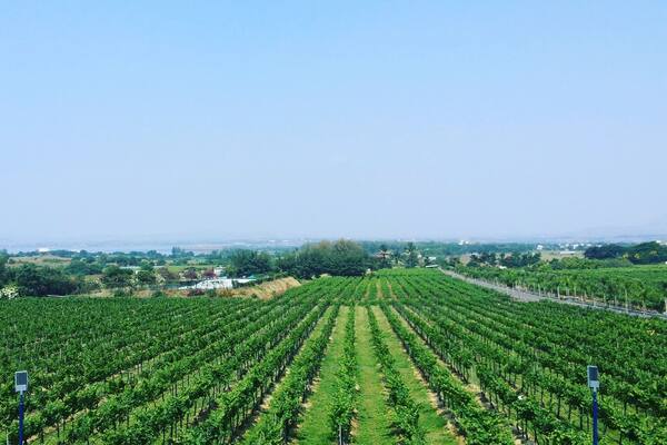 Because when you crave wine... you can go far and wide in search of it!
Mumbai to Italy to Nashik! #winelovers #sulavineyards #nashik