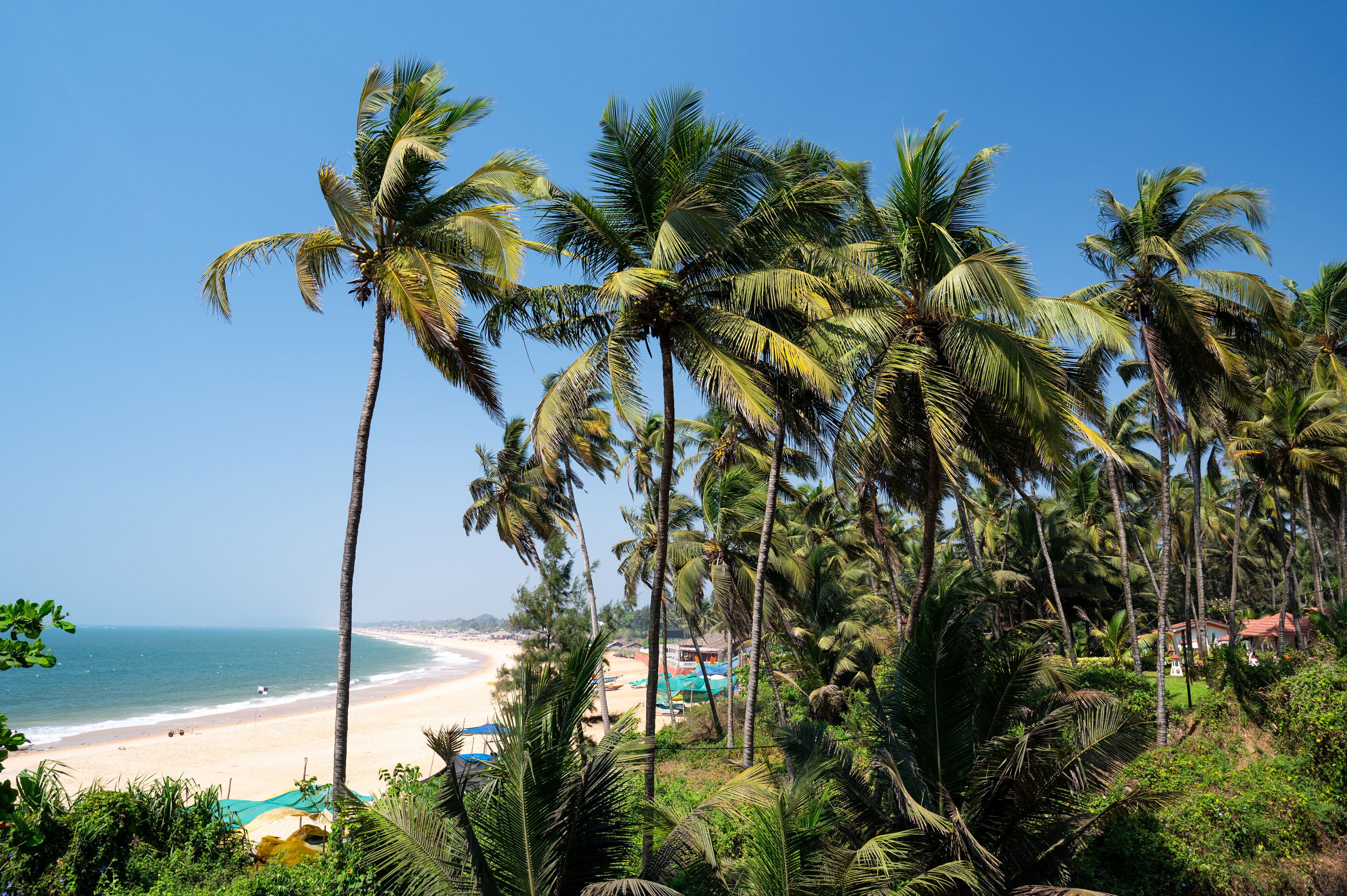 Palm trees and boats on the beach in Goa, South India, tropical west coast, Arabian Sea in Asia, vacation destination